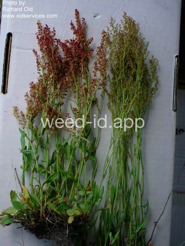 sorrel, red
